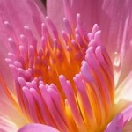 Does Divine Healing Exist?