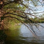 Staying Rooted Within