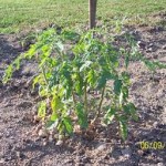 Tomatoes Pack A Big Punch