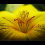 Beauty Comes From Within