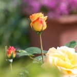 Bloom where you are planted