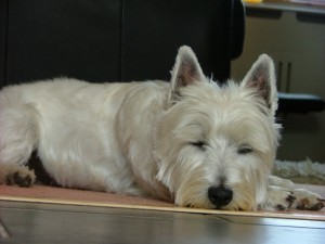 White terrier