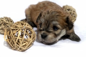 puppy playing