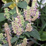 10 Medicinal Uses and Health Benefits of Patchouli Essential Oil