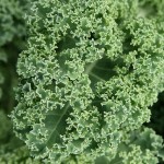 4 Reasons Why You Should Eat Kale