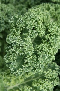 curly kale