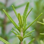 8 Medicinal Benefits of Rosemary