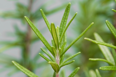 frhes-rosemary