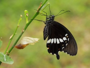 butterfly-change