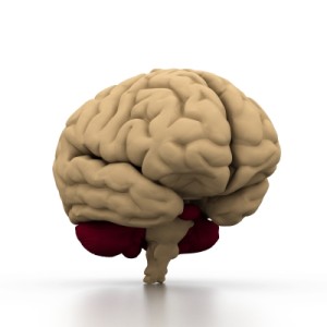 human-brain