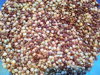 green-brown-lentils